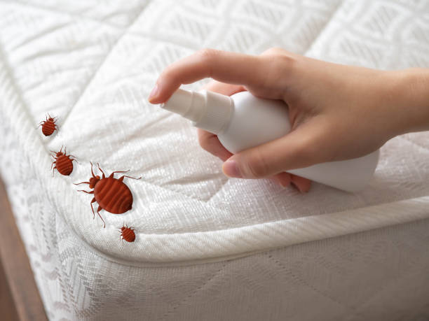 Best Best Pest Control Companies  in Hanamaulu, HI