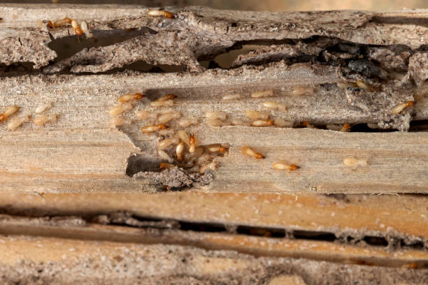 Best Ant Control Services  in Hanamaulu, HI