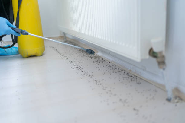 Flea Control Services in Hanamaulu, HI